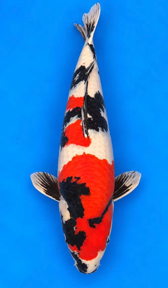64cm Japanese Imported Showa - Koshiji - A1 - 45