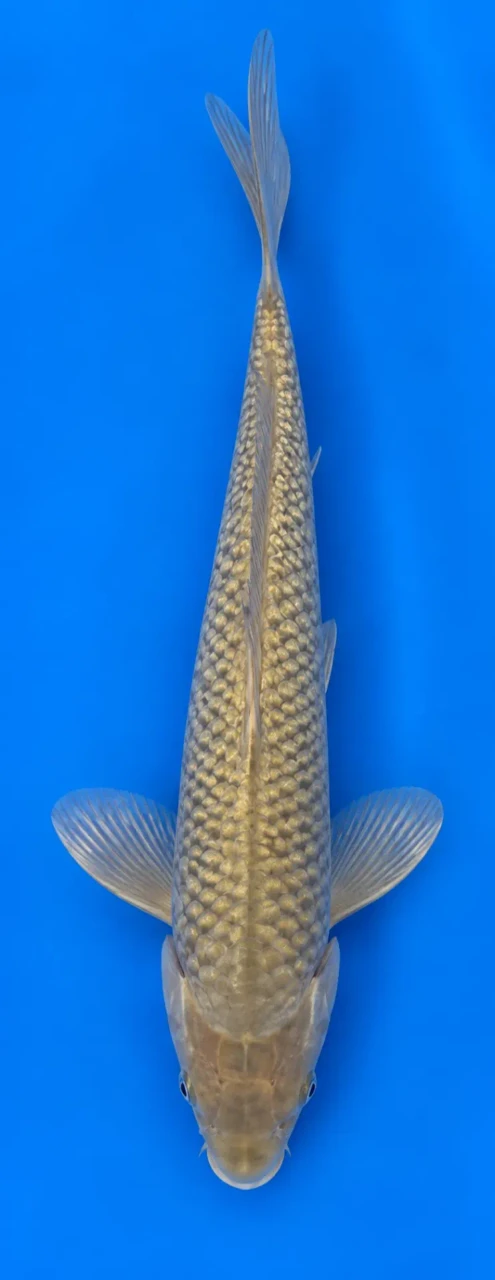36cm Japanese Imported Koi Chagoi - Marusei - QT5 - 38