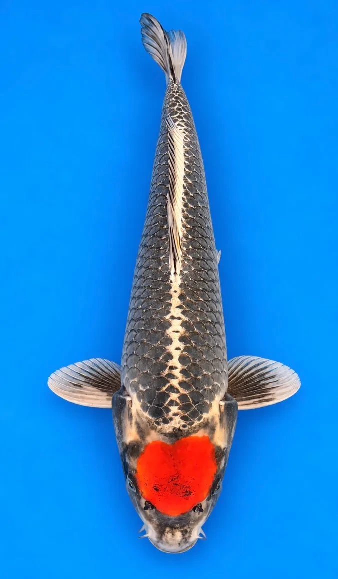 63cm Japanese Imported Kin Tancho Goshiki - Kaneko - A1 - 47
