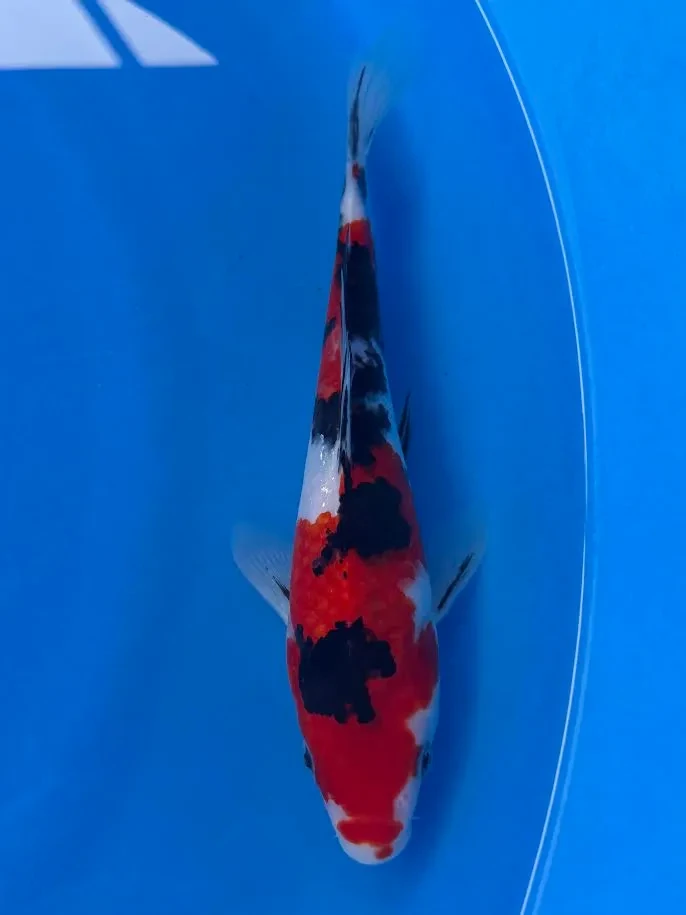 22cm Japanese Imported Koi Sanke - Marusei - QT4 - 26