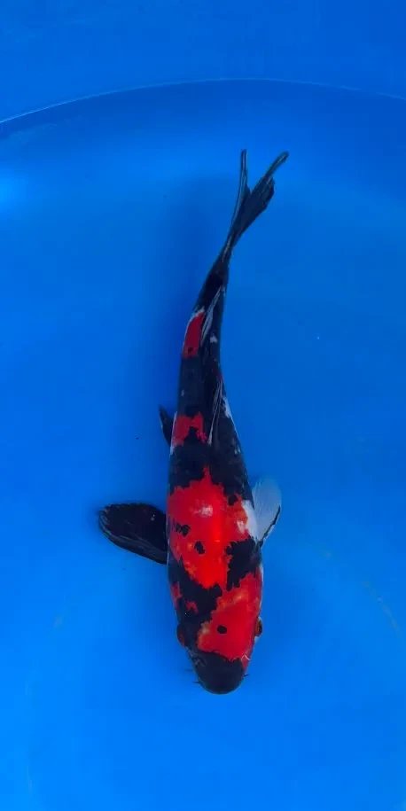27cm Japanese Imported Koi Showa - Marusei - QT4 - 32