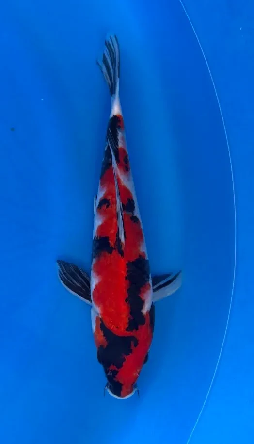 26cm Japanese Imported Koi Showa - Marusei - QT4 - 33