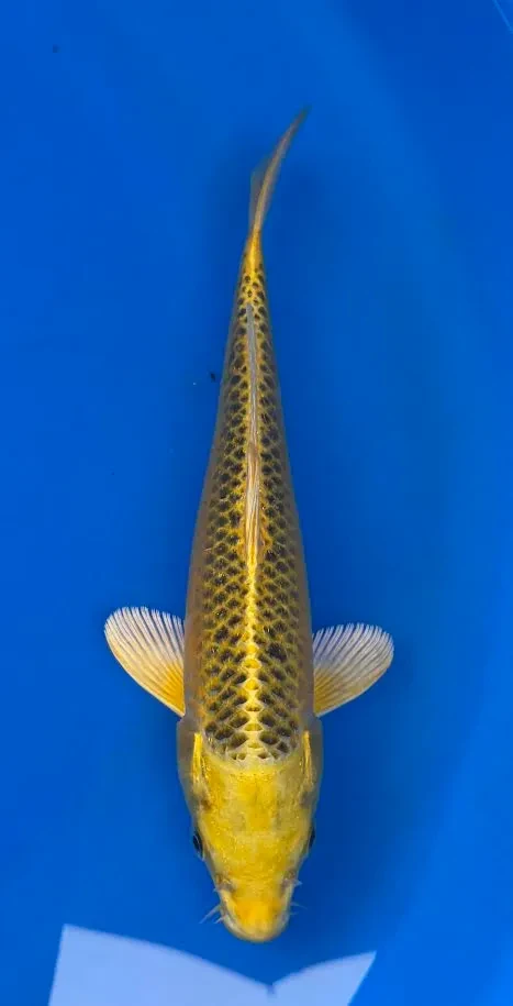 26cm Japanese Imported Koi Ki Matsuba - Marusei - QT4 - 34