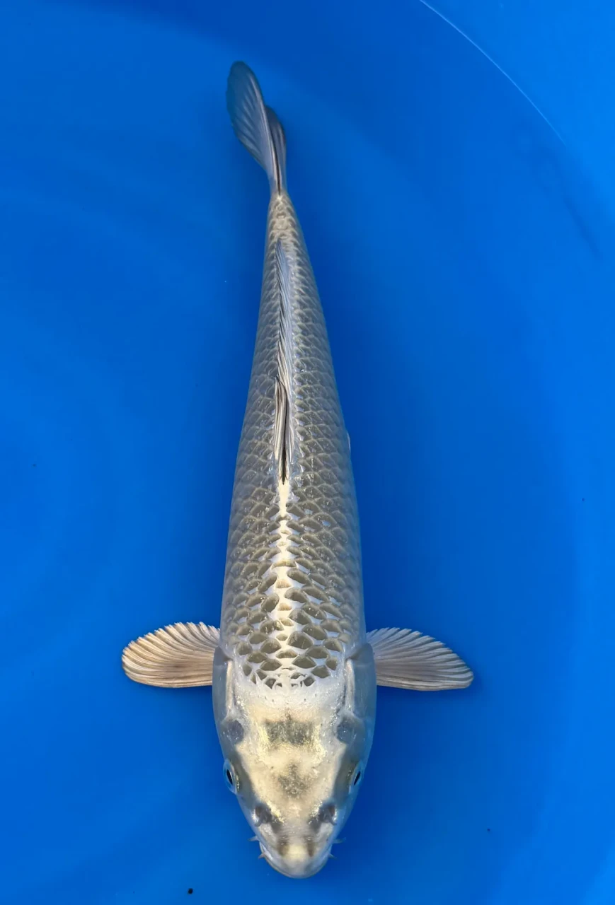 32cm Japanese Imported Koi Mukashi Ogon - Marusei - QT4 - 42