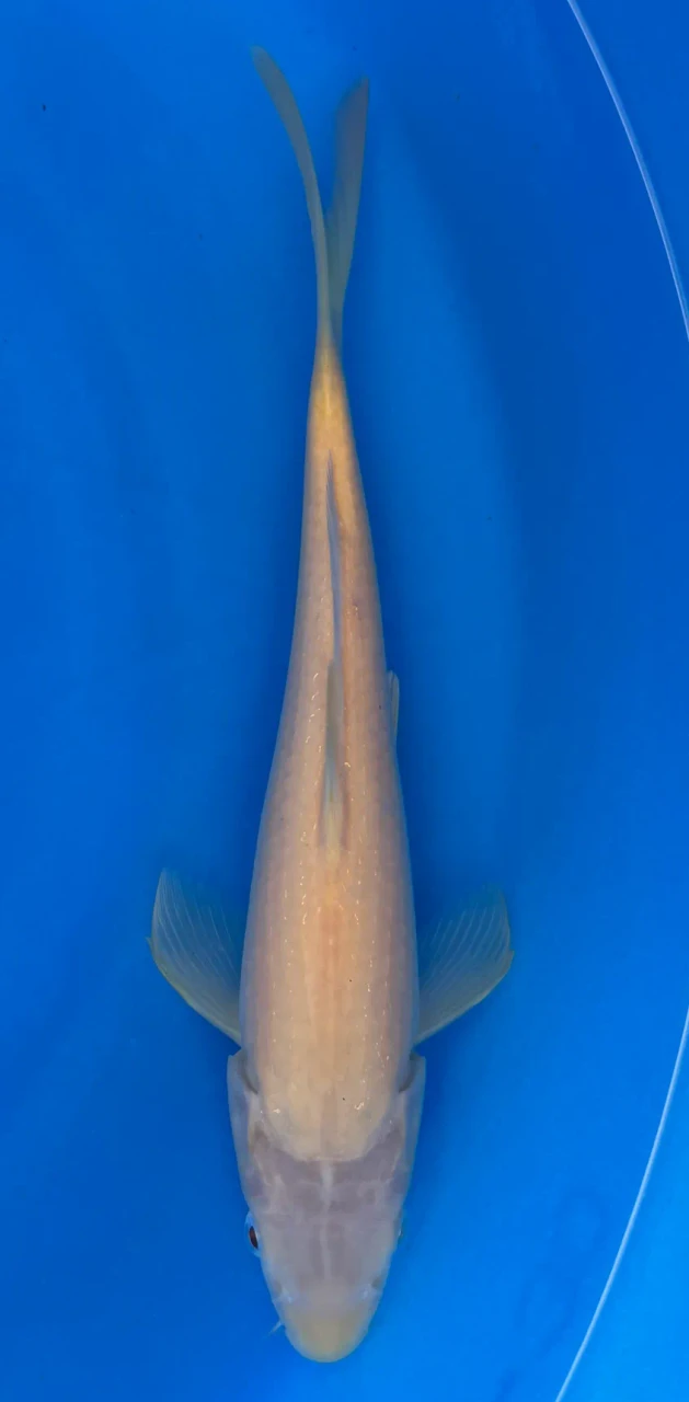28cm Japanese Imported Koi Akame Kigoi - Marusei - QT4 - 43