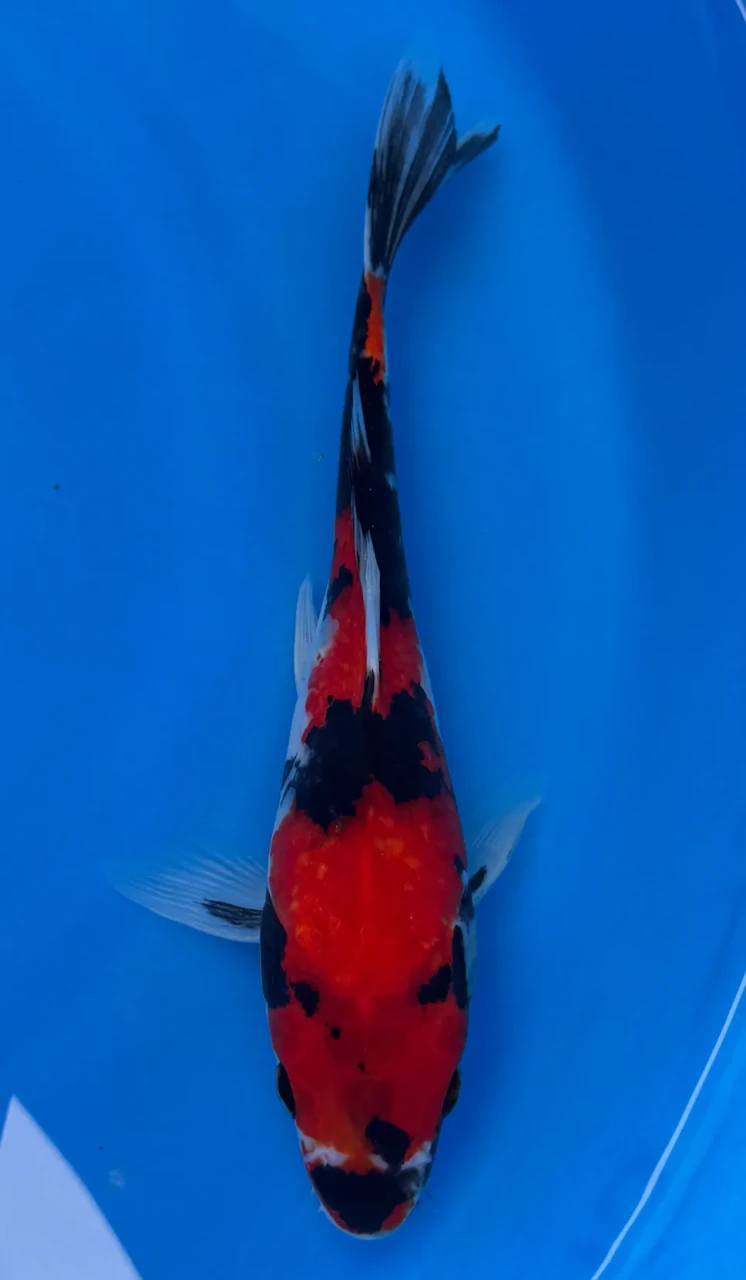 26cm Japanese Imported Koi Showa - Marusei - QT4 - 44