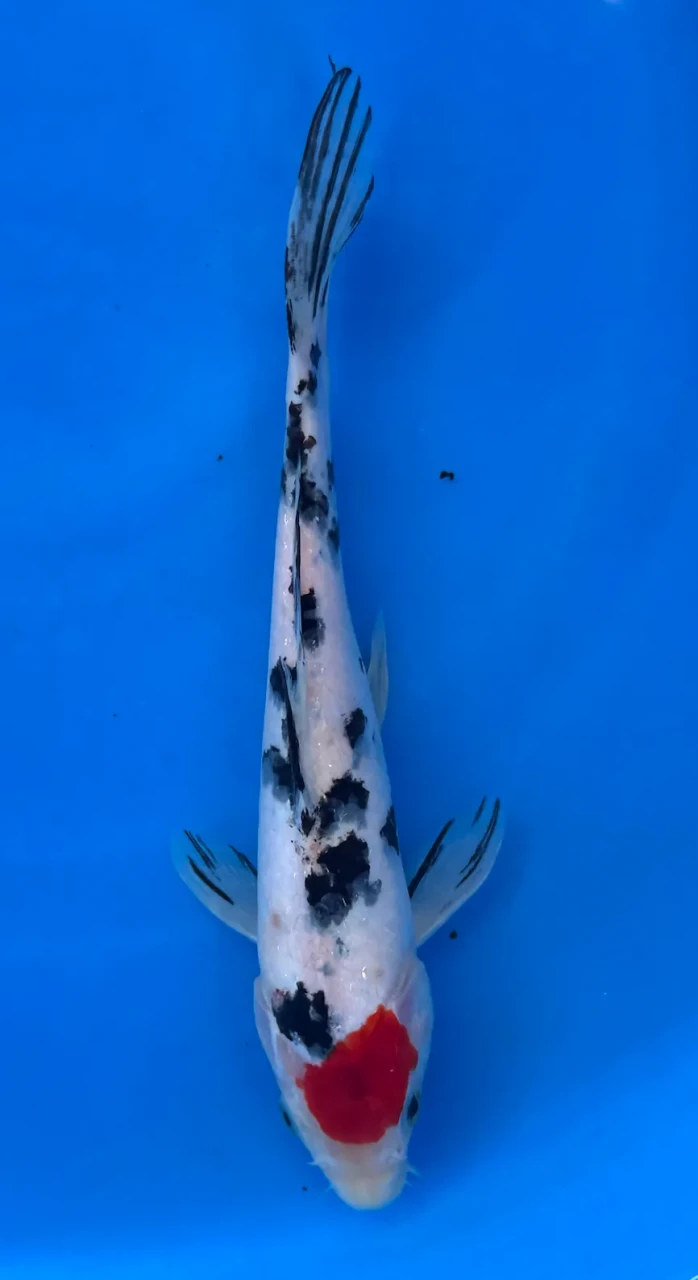 24cm Japanese Imported Koi Tancho Showa - Marusei - QT4 - 45