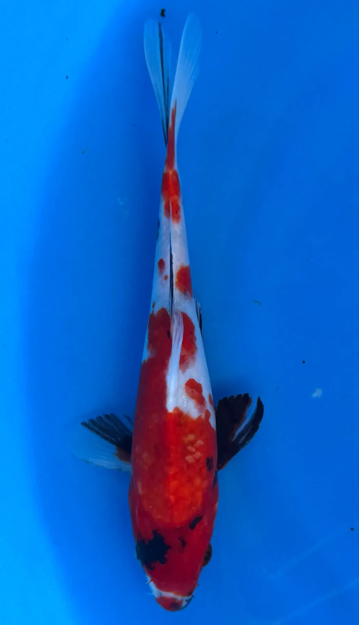 23cm Japanese Imported Koi Showa - Marusei - QT4 - 47