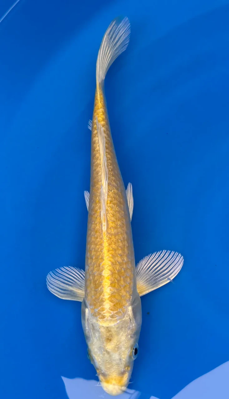 29cm Japanese Imported Yamabuki - Marusei - QT1- 50