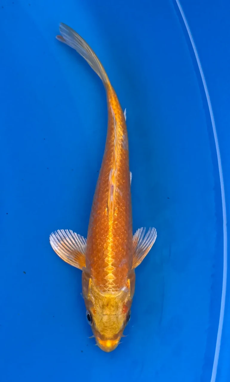 17cm Japanese Imported Yamabuki - Marusei - QT1- 54