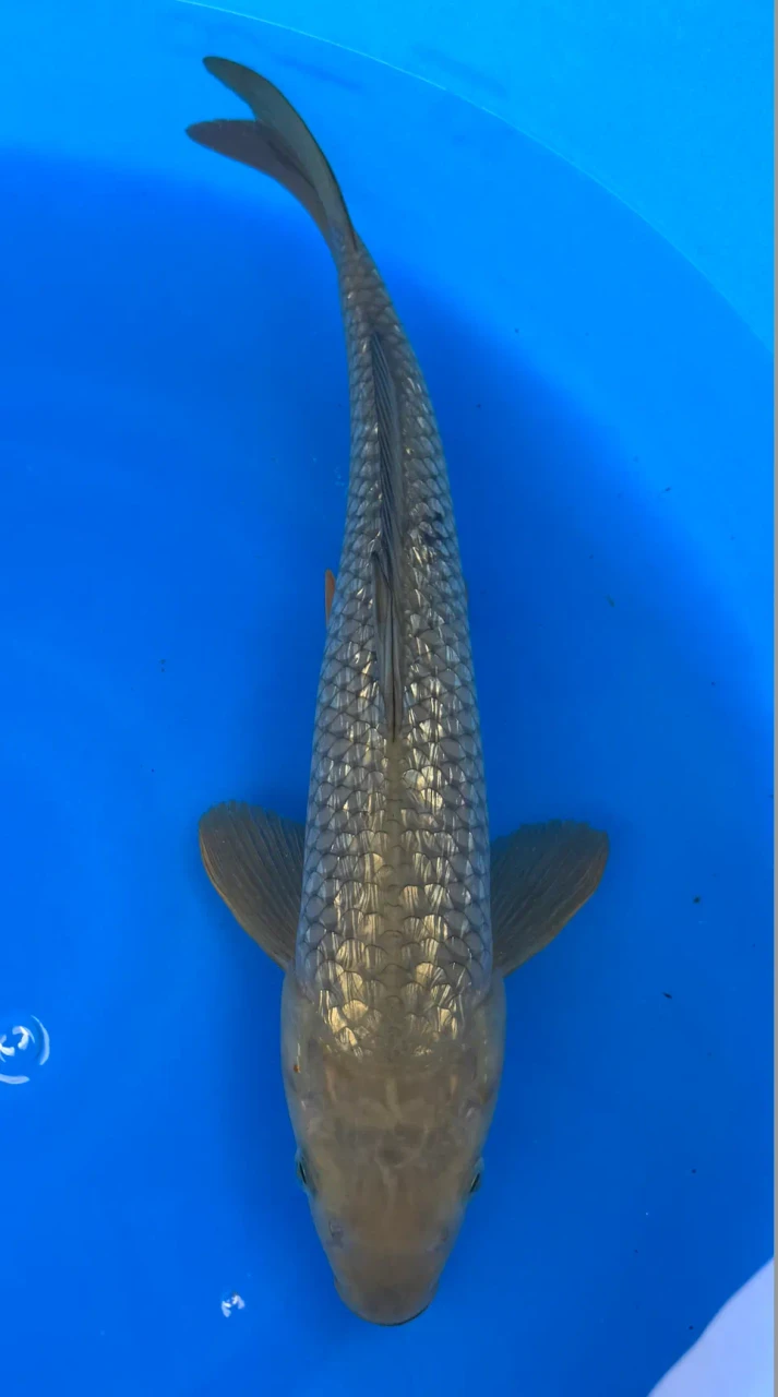 36cm Japanese Imported Ginrin Chagoi - Marusei - QT1- 59