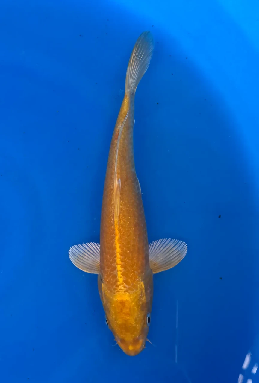 24cm Japanese Imported Yamabuki - Marusei - QT1- 61