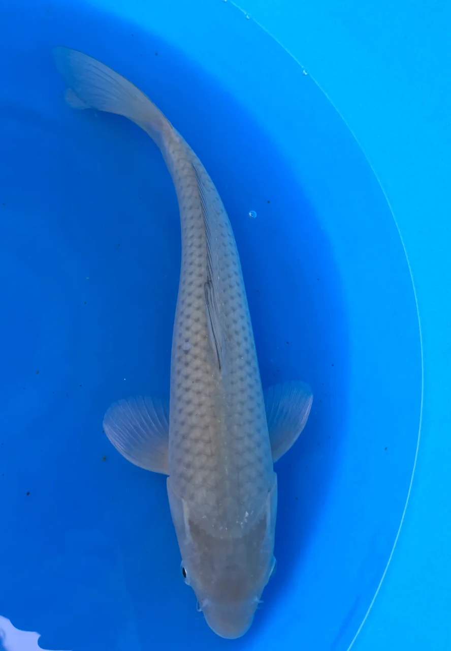 38cm Japanese Imported Soragoi - Marusei - QT1- 65