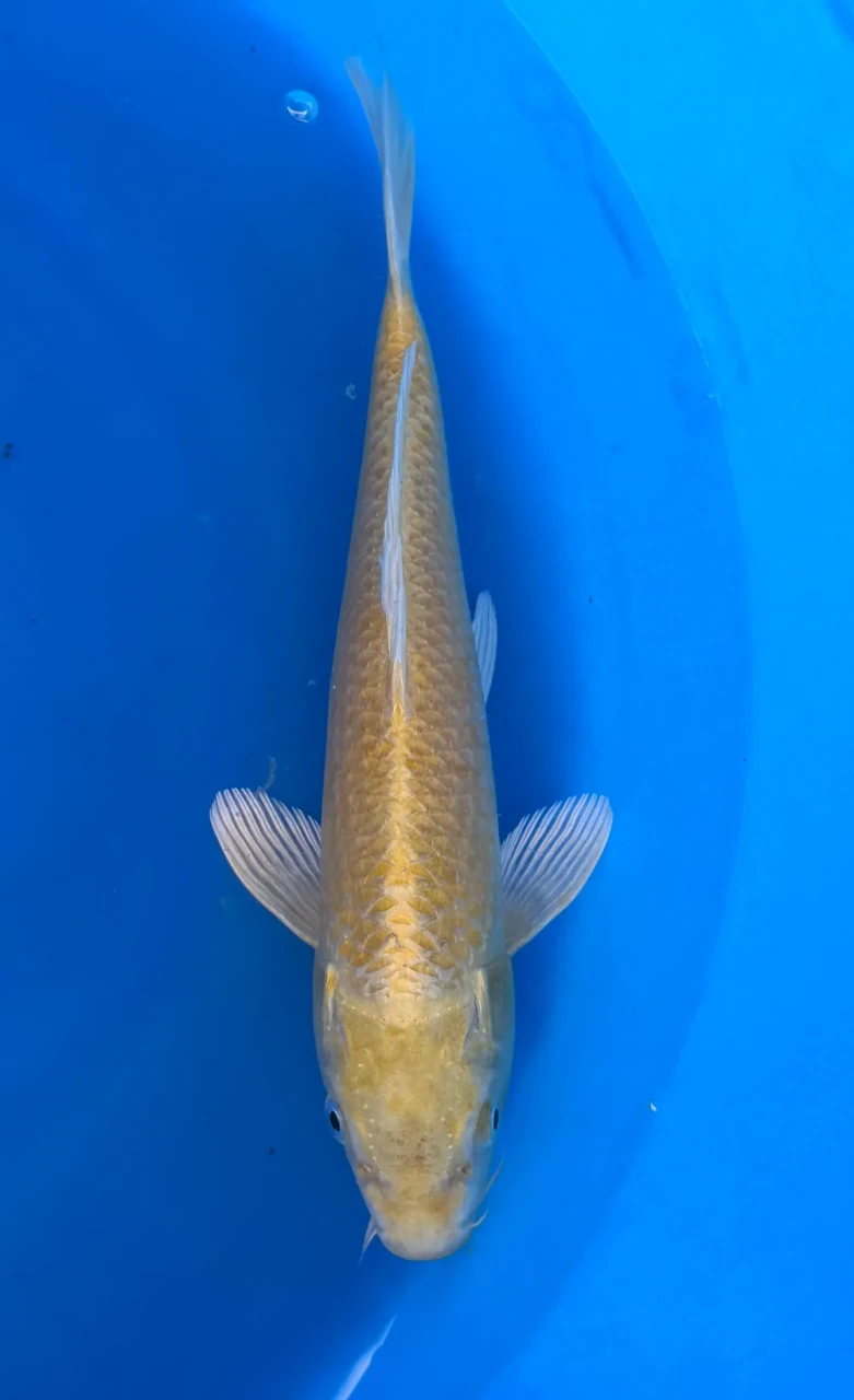 32cm Japanese Imported Yamabuki - Marusei - QT1- 67