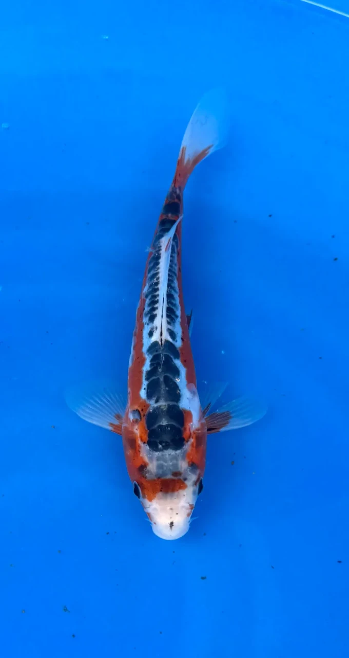 19cm Japanese Imported Shusui - Marusei - QT1- 69