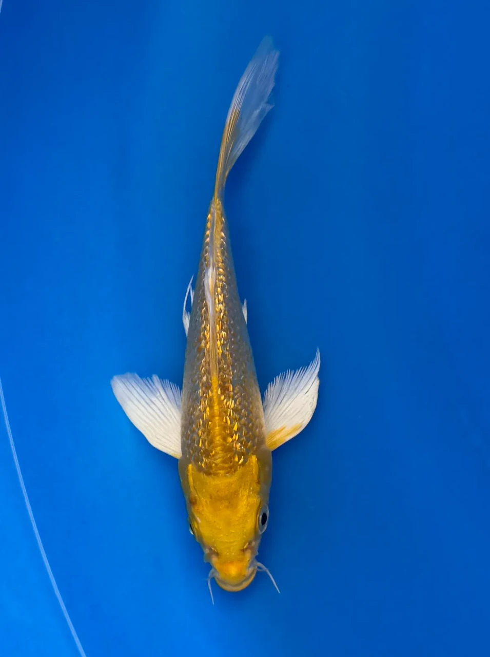 17cm Japanese Imported Butterfly Ginrin Yamabuki - Yamasan - QT3 - 57