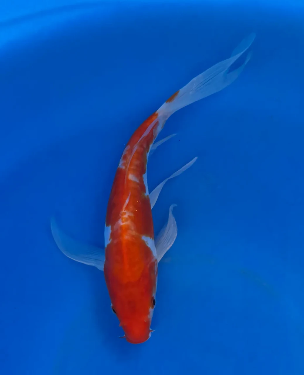 25cm Japanese Imported Butterfly Doitsu Kohaku - Yamasan - QT3 - 58