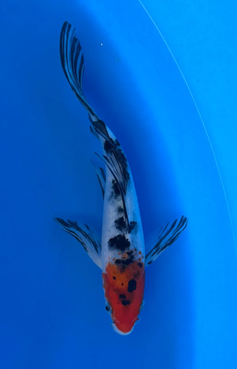 20cm Japanese Imported Butterfly Tancho Sanke - Yamasan - QT3 - 59