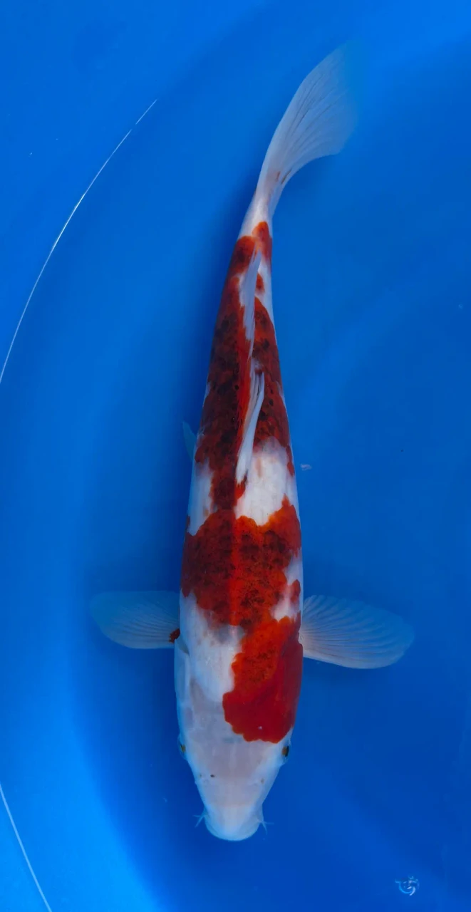 34cm Japanese Imported Goromo - Marusei - QT1- 77