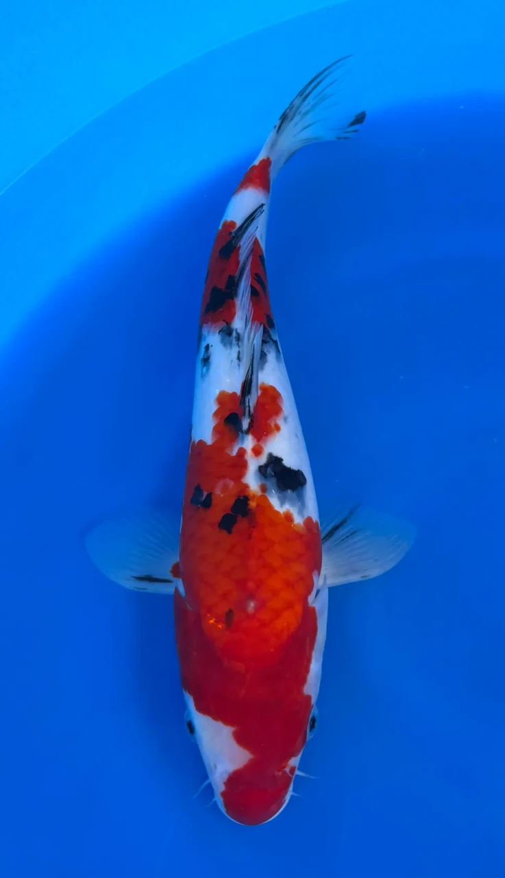 35cm Japanese Imported Sanke - Marusei - QT1- 80