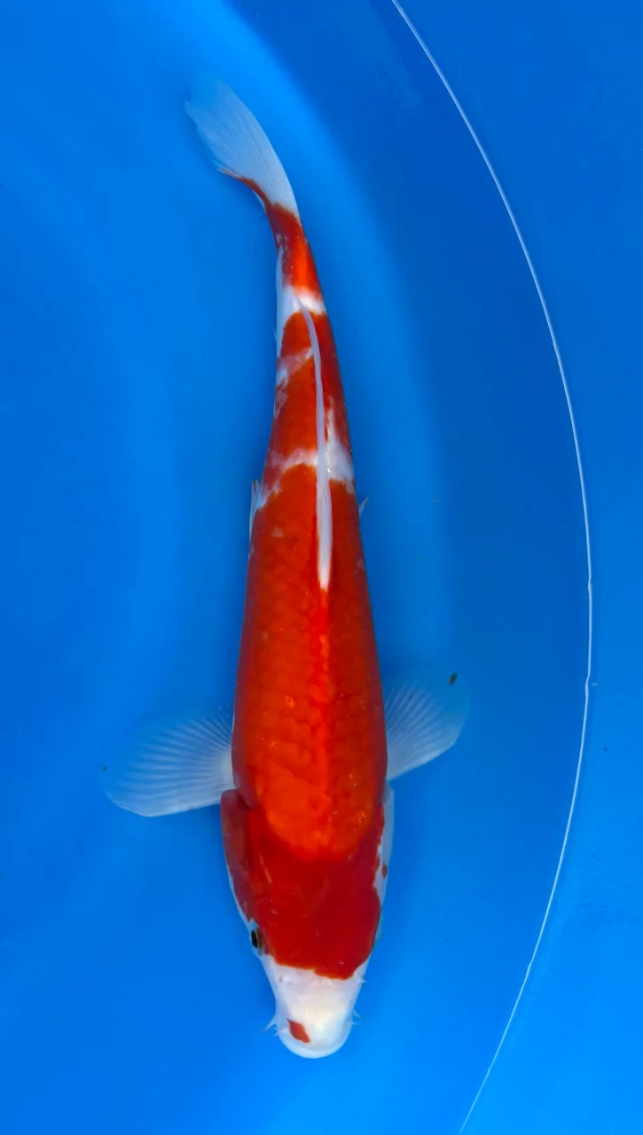 30cm Japanese Imported Kohaku - Marusei - QT1- 81