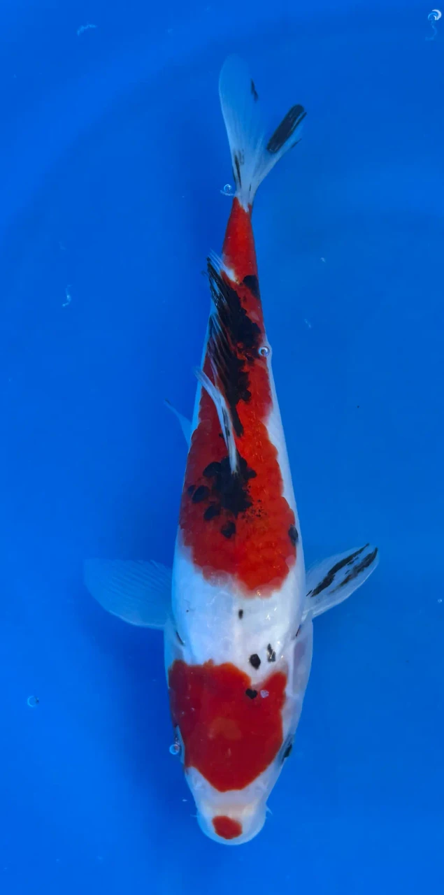 25cm Japanese Imported Sanke - Marusei - QT1- 82