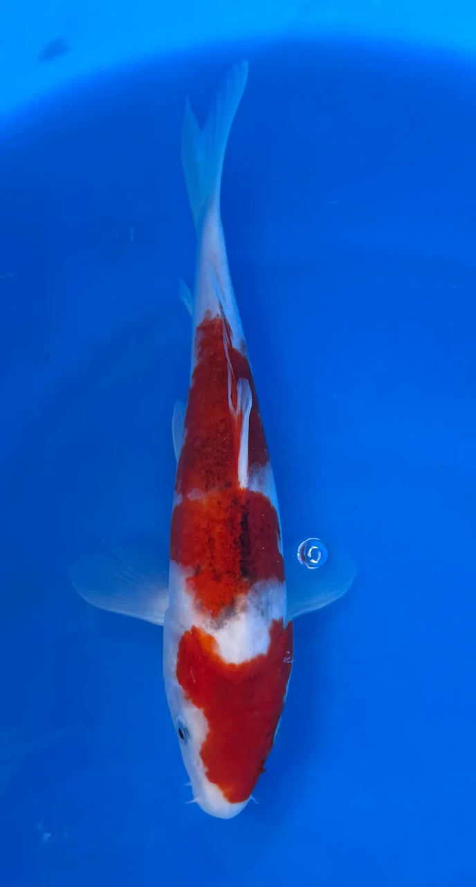 26cm Japanese Imported Goromo - Marusei - QT1- 83
