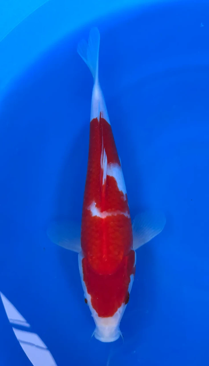 30cm Japanese Imported Kohaku - Marusei - QT1- 84