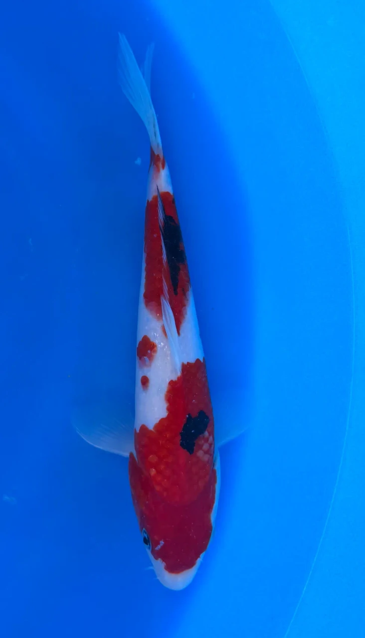 25cm Japanese Imported Sanke - Marusei - QT1- 85