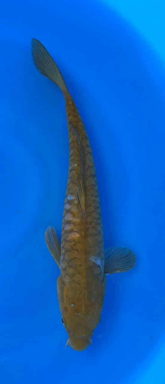 30cm Japanese Imported Aragoke Ochiba - Marusei - QT4- 56