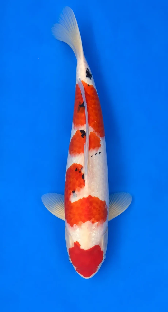 51cm Japanese Imported Sanke - Momotaro- L5- 5