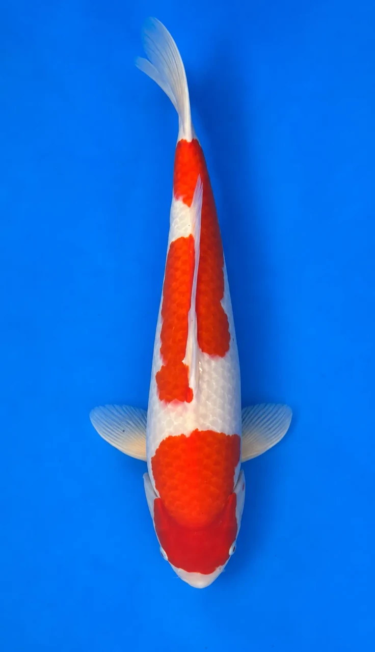 55cm Japanese Imported Kohaku - Momotaro- L5- 6