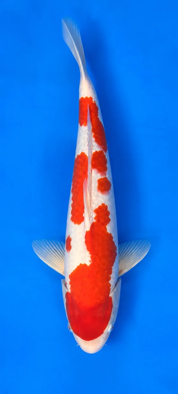 53cm Japanese Imported Kohaku - Momotaro- L5- 8