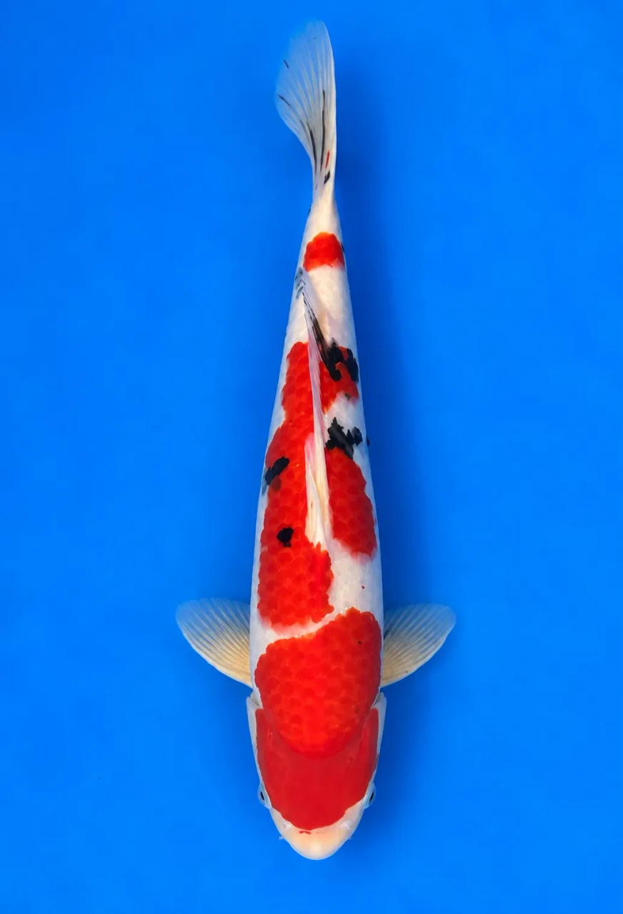 44cm Japanese Imported Sanke - Momotaro- L5- 9