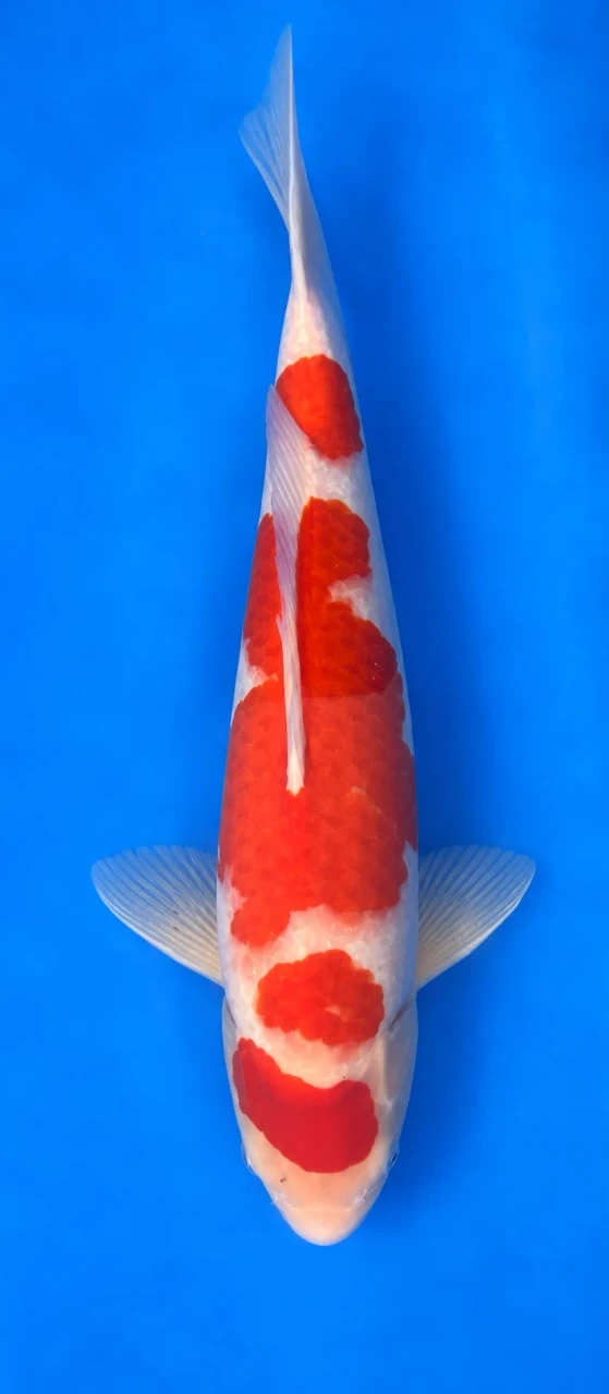 49cm Japanese Imported Kohaku - Momotaro- L5- 11