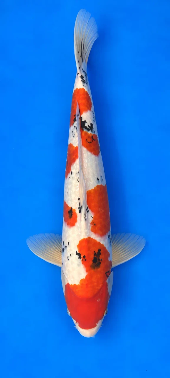 56cm Japanese Imported Sanke - Momotaro- L5- 12