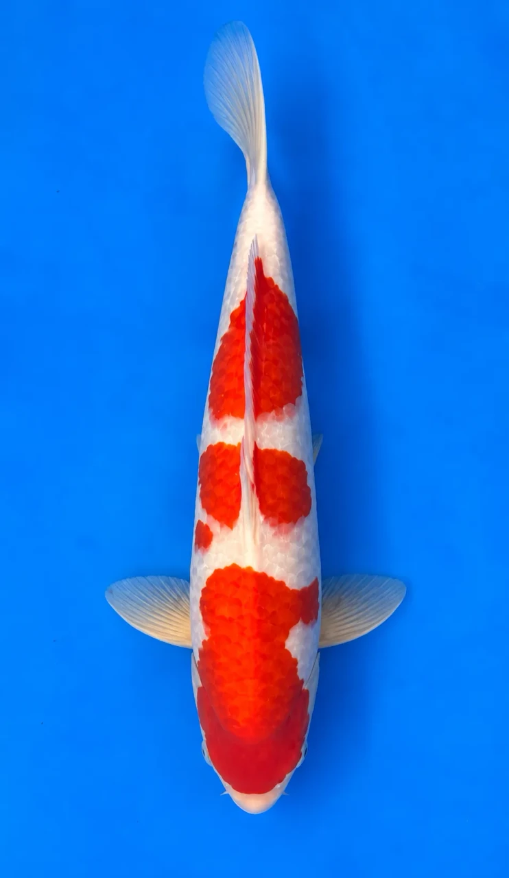 56cm Japanese Imported Kohaku - Momotaro- L5- 13
