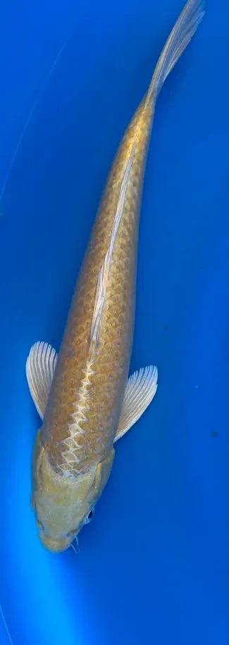 33cm Japanese Imported Koi Yamabuki - Marusei - QT4 - 36
