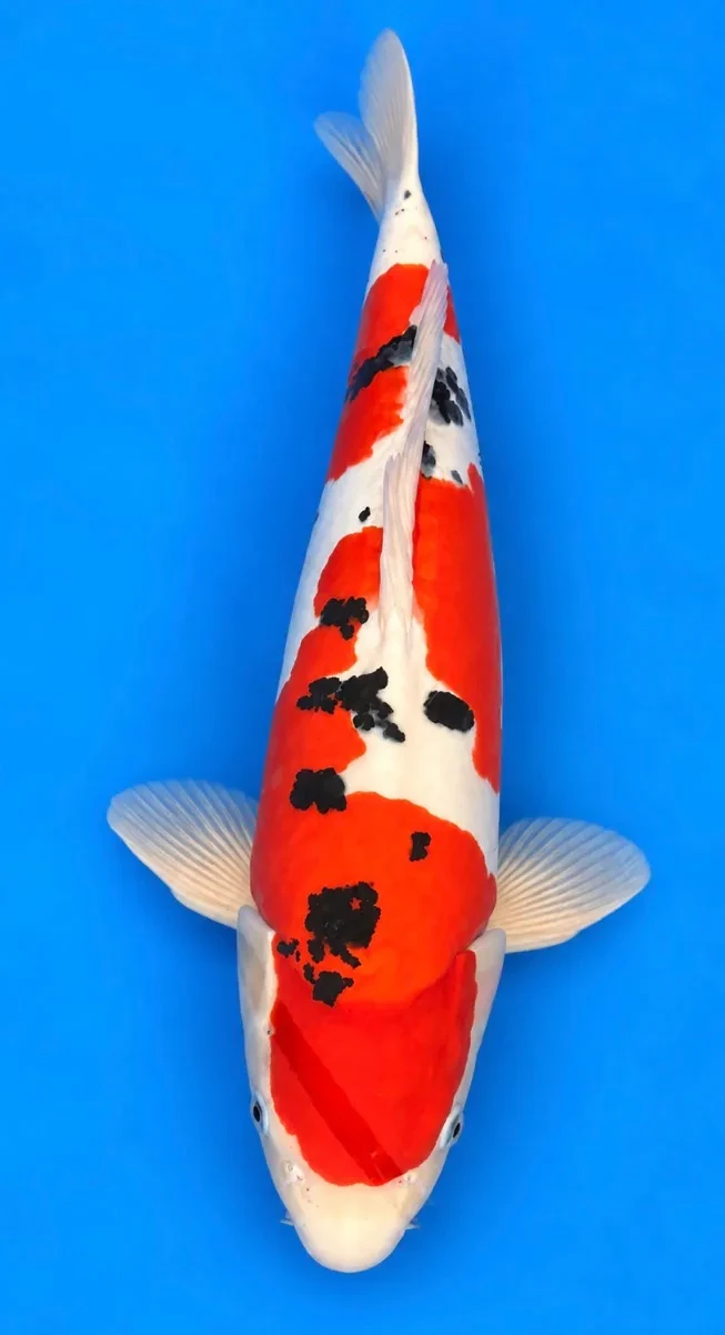 56cm Japanese Imported Doitsu Sanke - Yagenji - A1 - 25