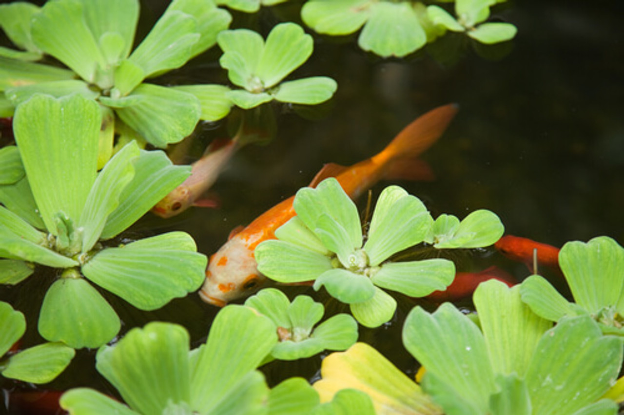 How to Add Aquatic Plants to Your Pond