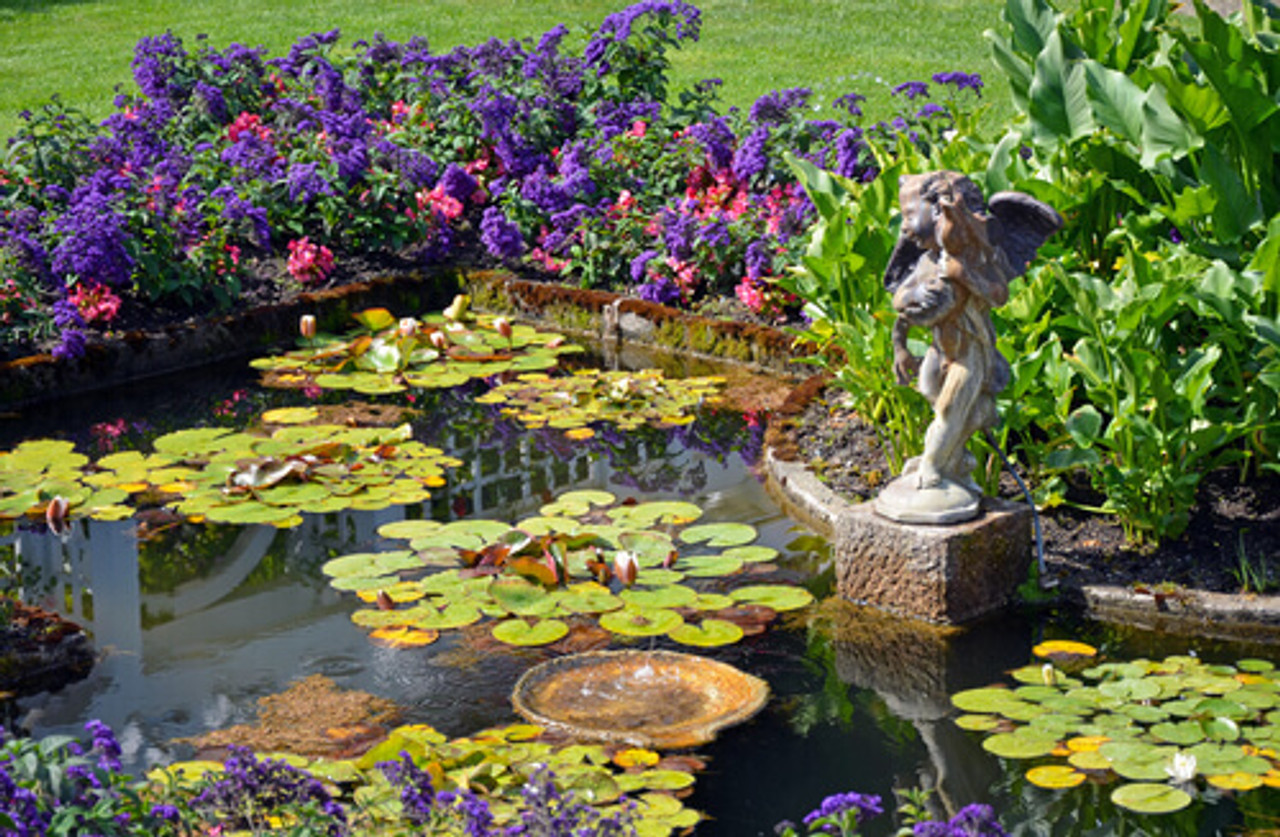 Are Submerged Plants Good For Your Pond?