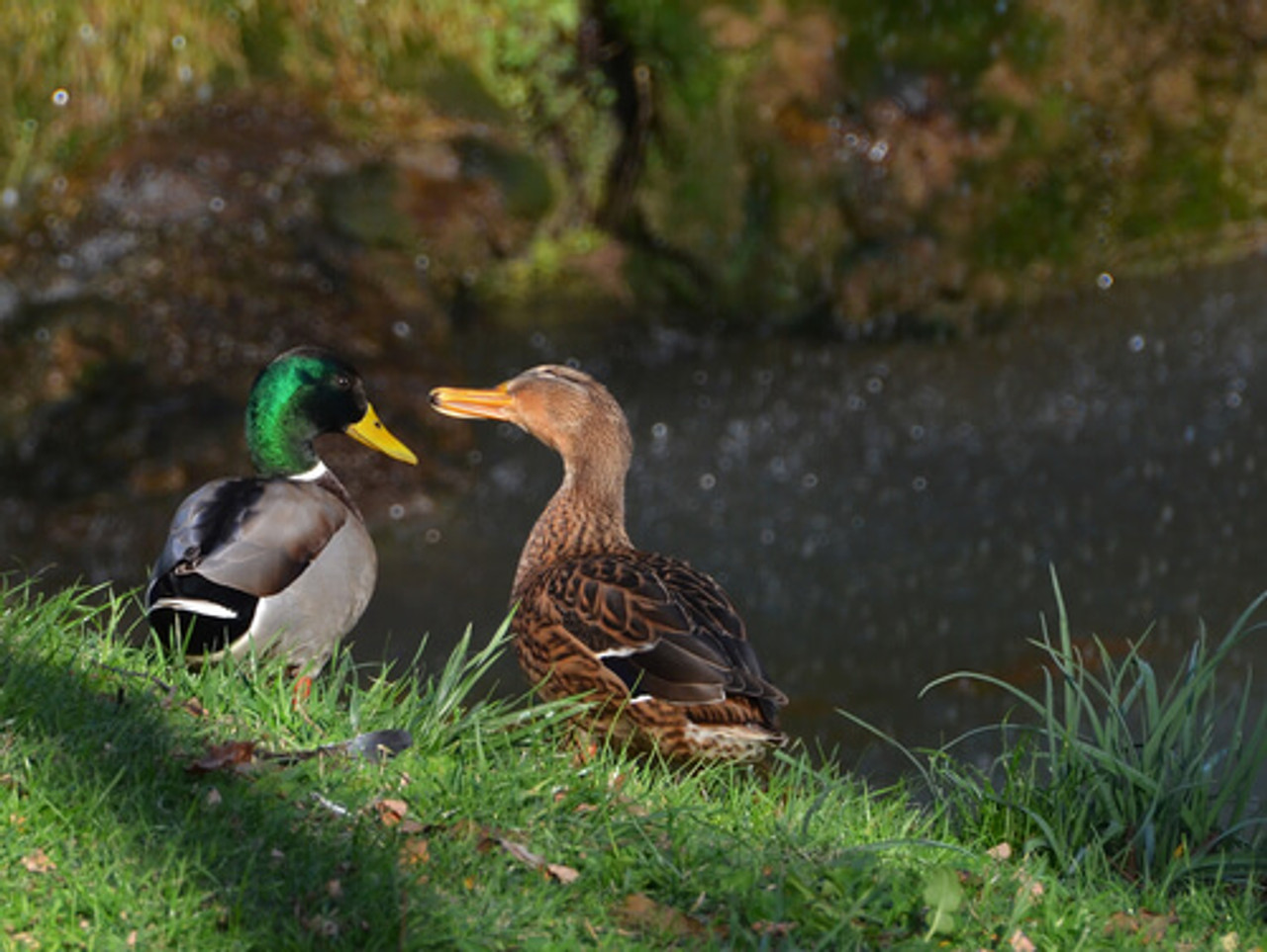 How To Attract Ducks To Your Natural Pond