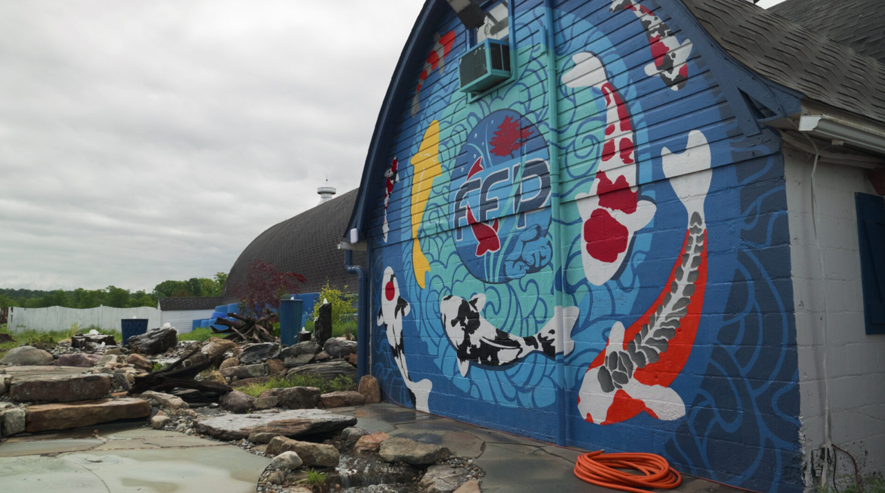 Koi Fest 2025: Behind the Scenes of the Biggest Koi Event in America