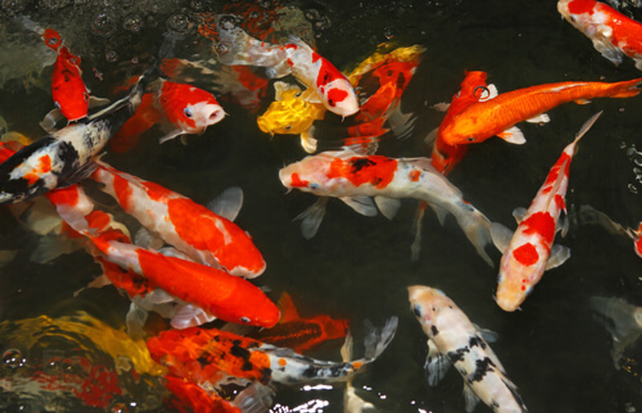 Best Practices for Quarantining Pond Fish
