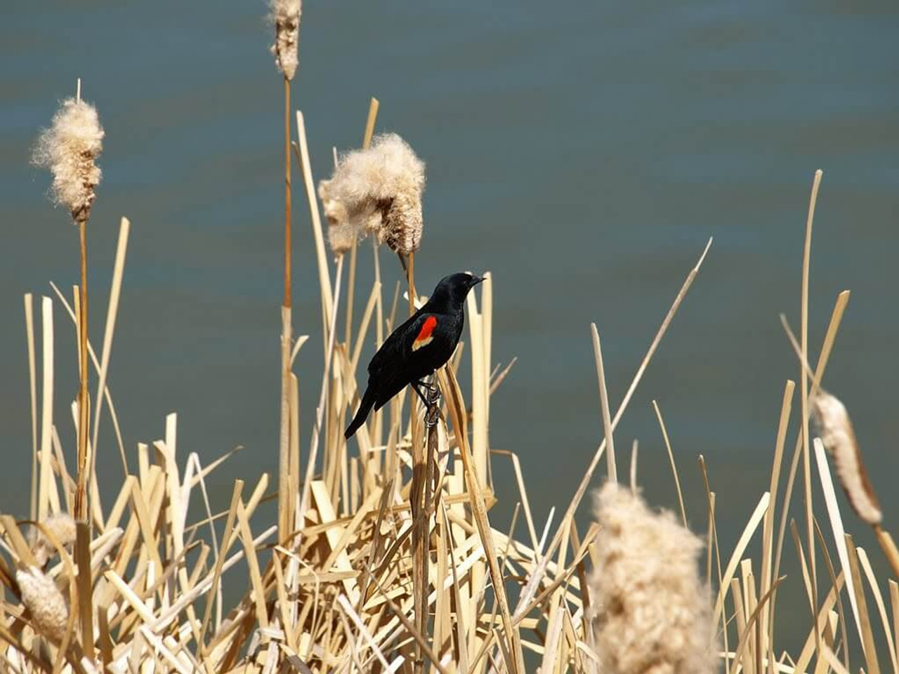 How To Control The Cattail Population In Your Pond