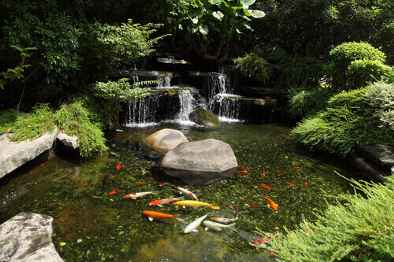 How To Convert Your Swimming Pool Into A Koi Pond