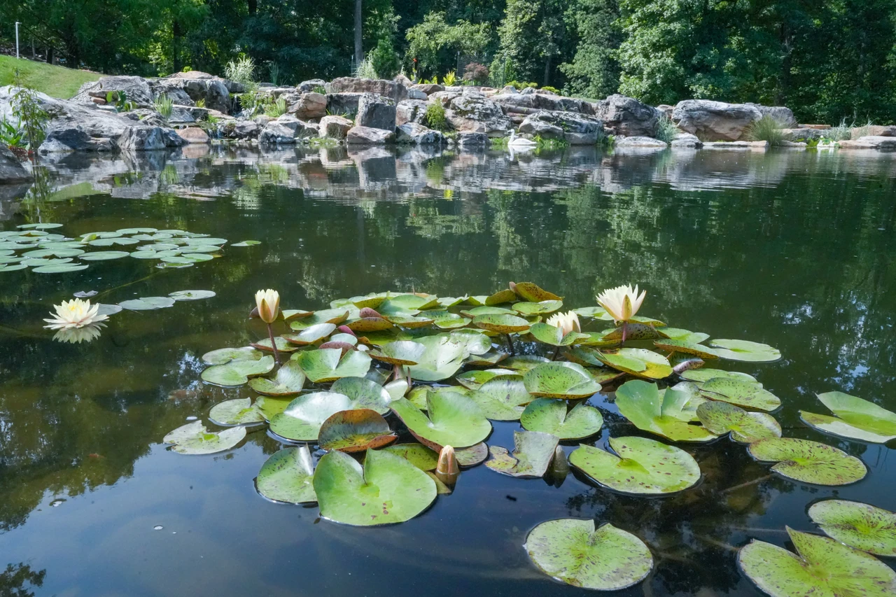 One Year Later: How the Vaynerchuk Recreation Pond Has Come to Life