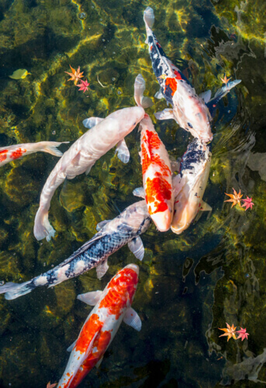 Do You Have A Balanced Fish Population In Your Pond?