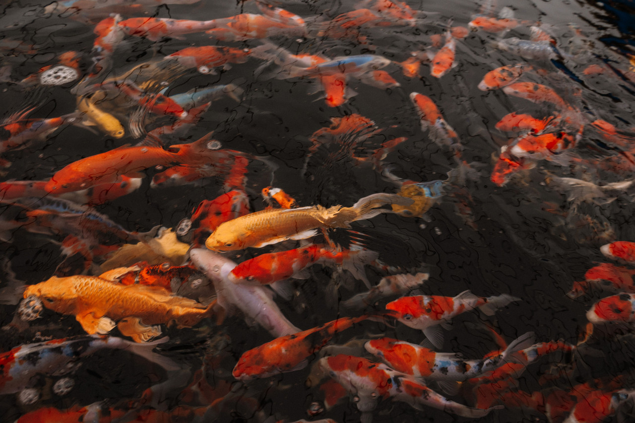 Water Quality: The Key to Healthy Koi