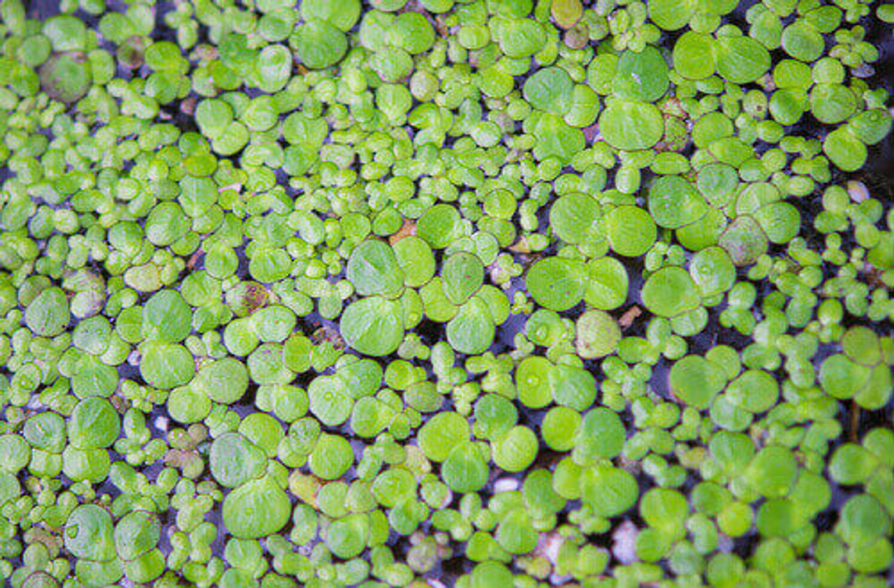 How To Manage Duckweed in Your Pond